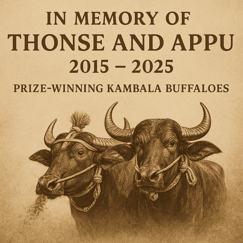 kambala-shock-prizewinning-buffaloes-thonse-and-appu-killed-in-tragic-karkala-fire